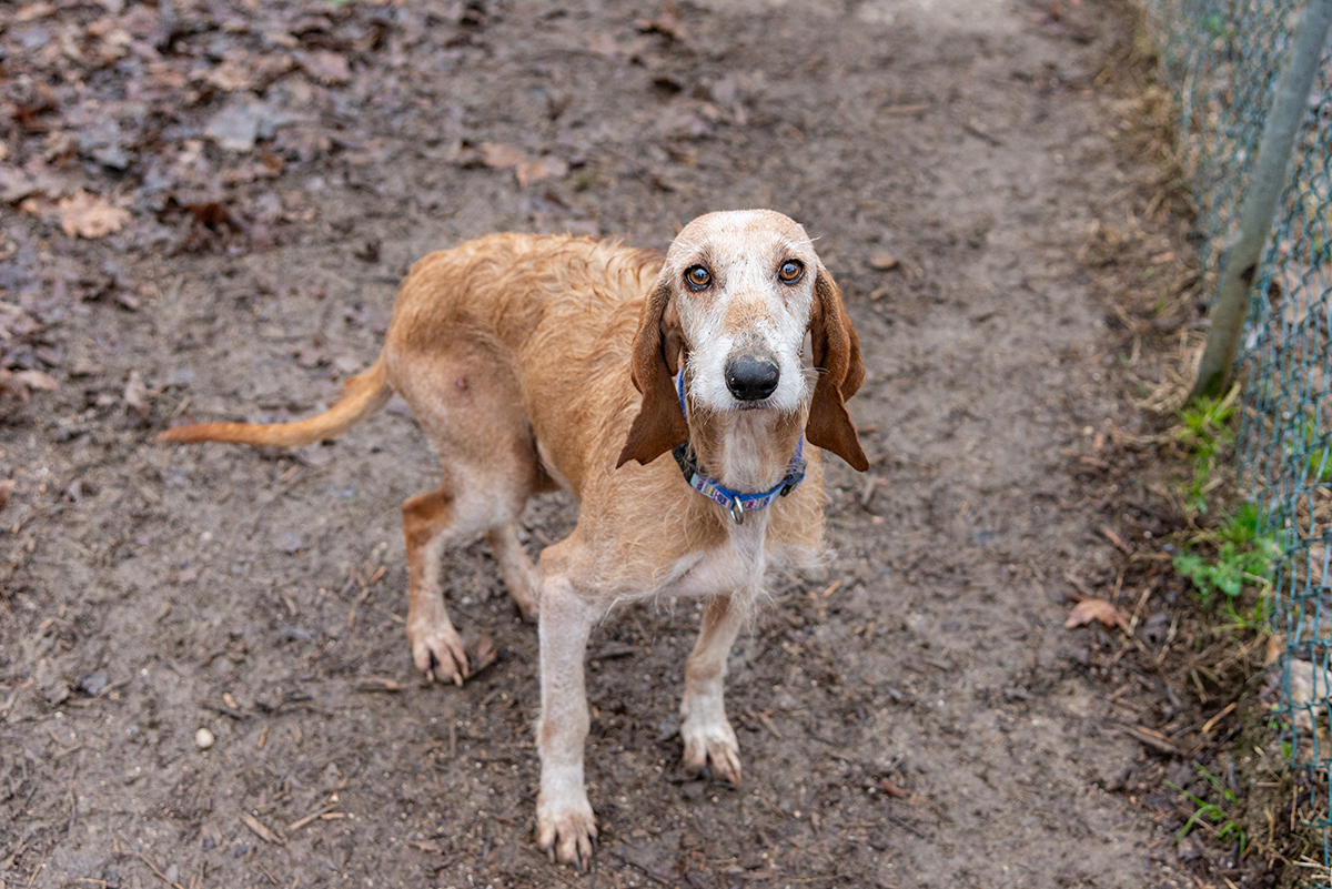 Lega Nazionale Per La Difesa Del Cane Sezione Padova