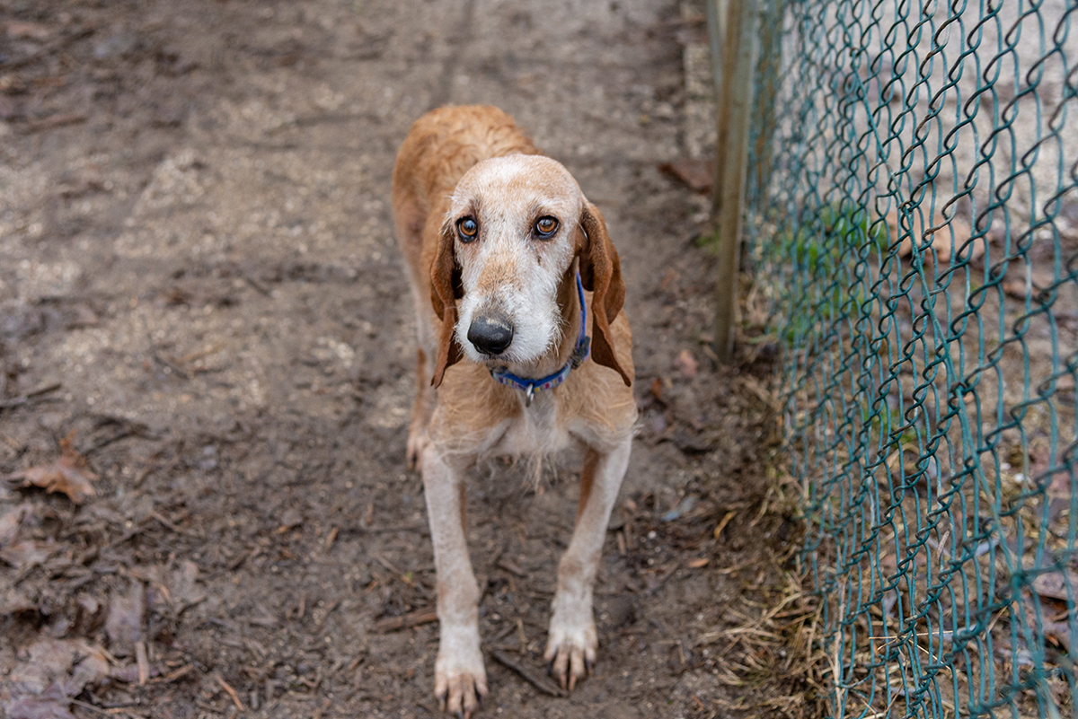 Lega Nazionale Per La Difesa Del Cane Sezione Padova